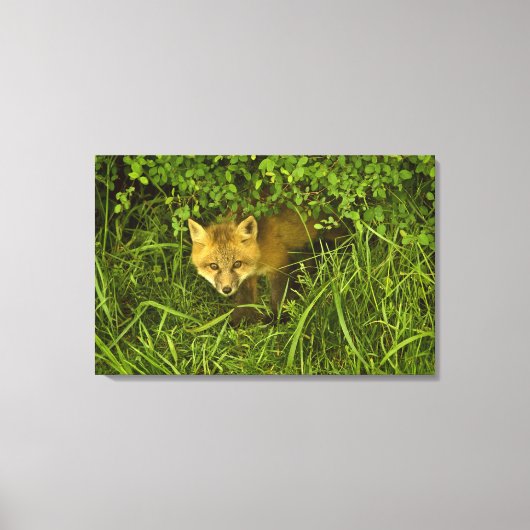 Young Red Fox komt uit struik Canvas Afdruk (Voorkant)