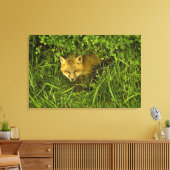 Young Red Fox komt uit struik Canvas Afdruk (Insitu (Woonkamer))