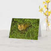 Young Red Fox komt uit struik Kaart (Gele Bloem)