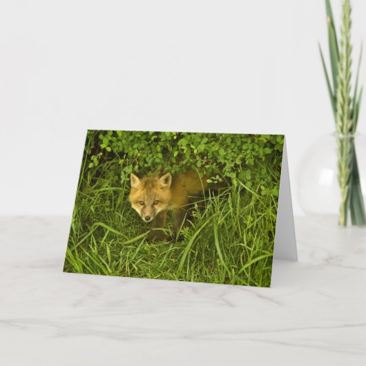 Young Red Fox komt uit struik Kaart (Voorkant)