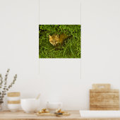 Young Red Fox komt uit struik Poster (Keuken)