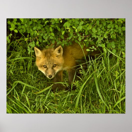 Young Red Fox komt uit struik Poster (Voorkant)