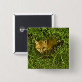 Young Red Fox komt uit struik Vierkante Button 5,1 Cm (Voorkant /achterkant)
