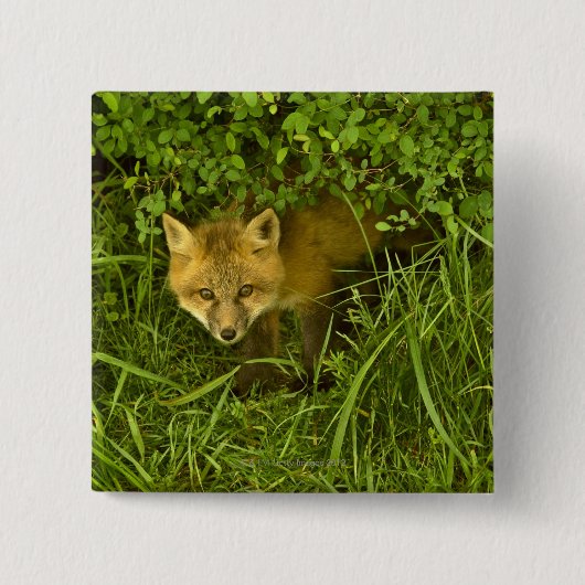 Young Red Fox komt uit struik Vierkante Button 5,1 Cm (Voorkant)