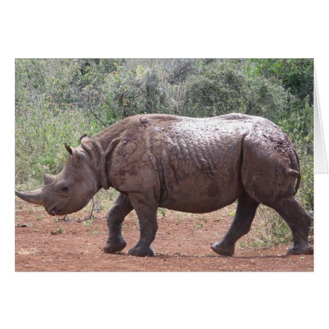 Young Rhino (Voorkant Horizontaal)