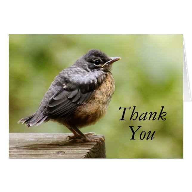 Young Robin (Voorkant Horizontaal)