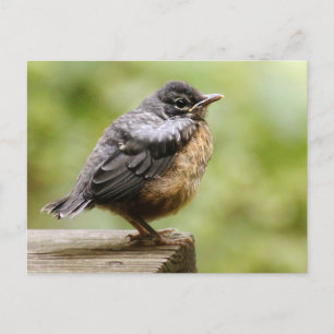 Young Robin Briefkaart