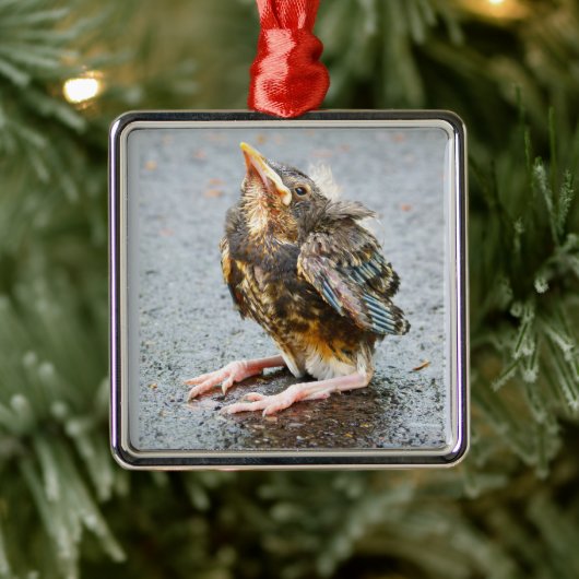 Young Robin die op Ornament kijkt (Boom)