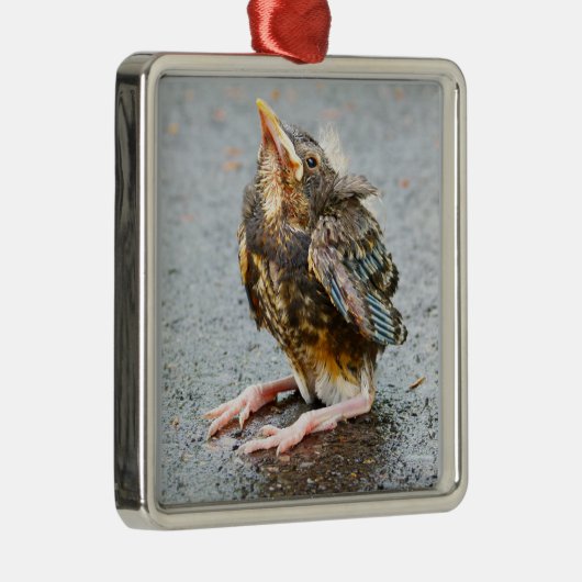 Young Robin die op Ornament kijkt (Rechts)