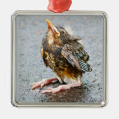 Young Robin die op Ornament kijkt (Voorkant)