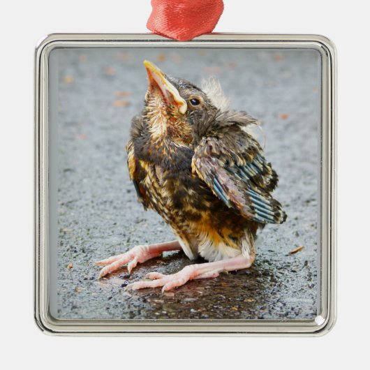 Young Robin die op Ornament kijkt (Voorkant)