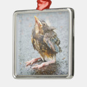 Young Robin die op Ornament kijkt (Links)
