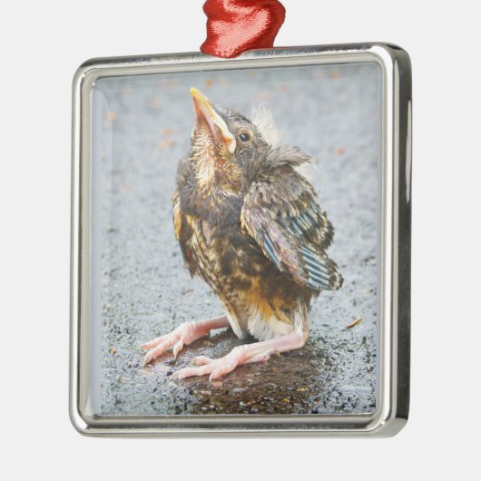 Young Robin die op Ornament kijkt (Links)