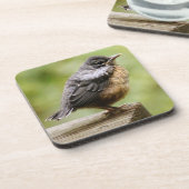 Young Robin Drankjes Onderzetter (Linkerzijde)