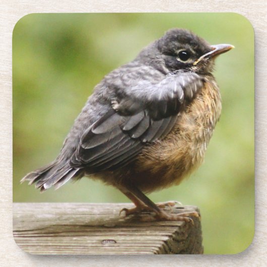 Young Robin Drankjes Onderzetter (Voorkant)