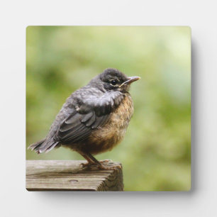 Young Robin Fotoplaat