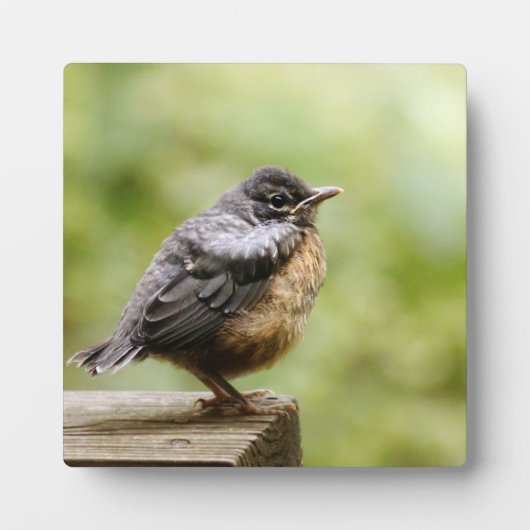 Young Robin Fotoplaat (Voorkant)