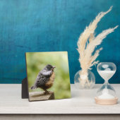Young Robin Fotoplaat (Insitu)