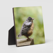 Young Robin Fotoplaat (Voorkant)