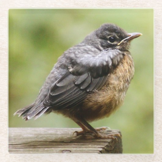 Young Robin Glazen Onderzetter (Voorkant)