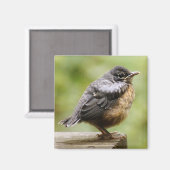 Young Robin Magneet (Voorkant / Achterkant)