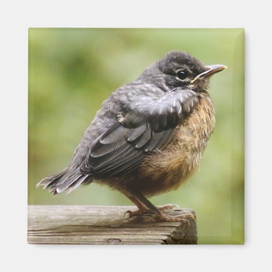 Young Robin Magneet (Voorkant)