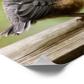 Young Robin Poster (Hoek)