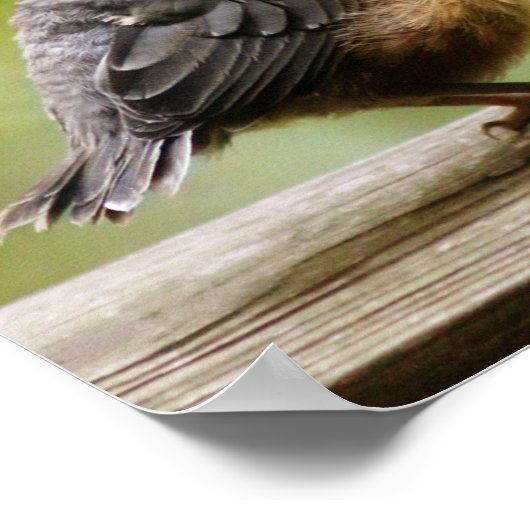 Young Robin Poster (Hoek)