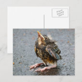 Young Robin Sitting Briefkaart (Voorkant / Achterkant)