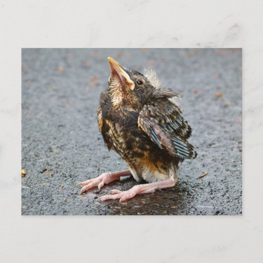 Young Robin Sitting Briefkaart (Voorkant)