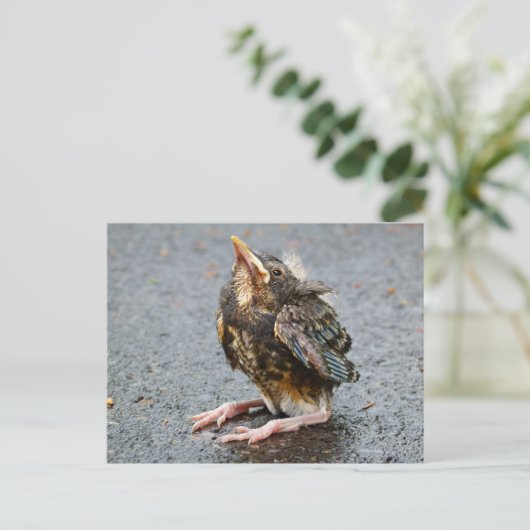 Young Robin Sitting Briefkaart (Staand voorkant)
