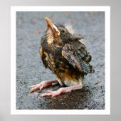 Young Robin Sitting Poster (Voorkant)