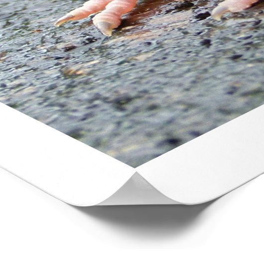 Young Robin Sitting Poster (Hoek)