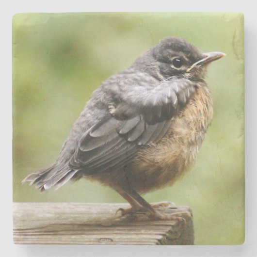 Young Robin Stenen Onderzetter (Voorkant)