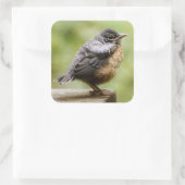 Young Robin Vierkante Sticker (Tas)