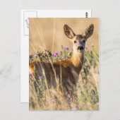 Young Roe Deer in Meadow Briefkaart (Voorkant / Achterkant)