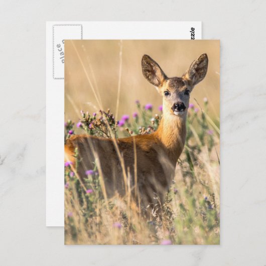Young Roe Deer in Meadow Briefkaart (Voorkant / Achterkant)