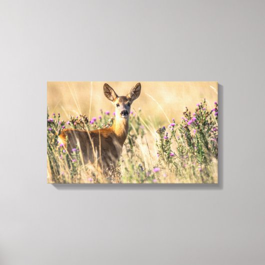 Young Roe Deer in Meadow Canvas Afdruk (Voorkant)