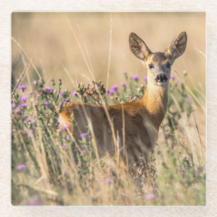 Young Roe Deer in Meadow Glazen Onderzetter
