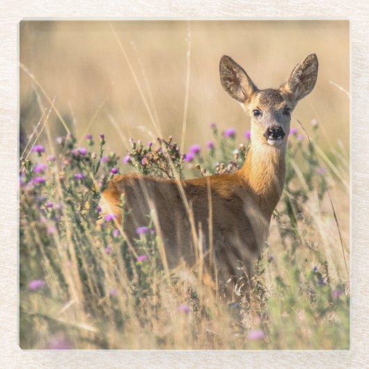 Young Roe Deer in Meadow Glazen Onderzetter (Voorkant)