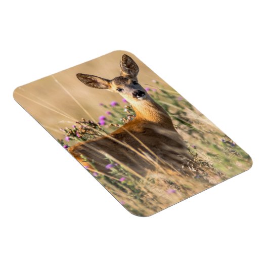 Young Roe Deer in Meadow Magneet (Rechterzijde)