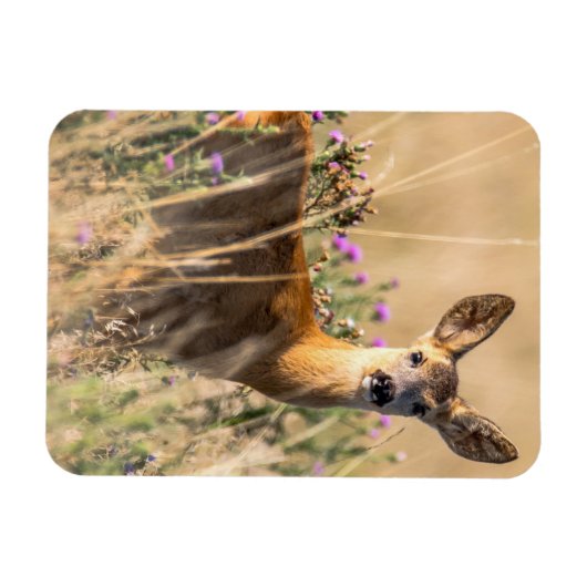 Young Roe Deer in Meadow Magneet (Horizontaal)