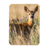 Young Roe Deer in Meadow Magneet (Verticaal)