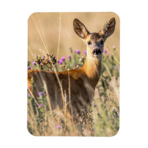 Young Roe Deer in Meadow Magneet