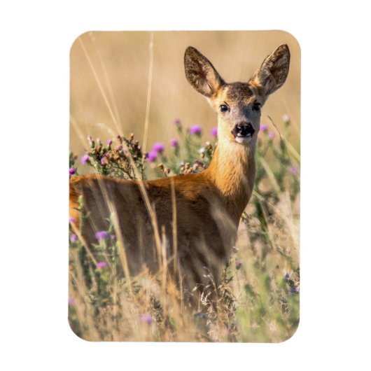 Young Roe Deer in Meadow Magneet (Verticaal)