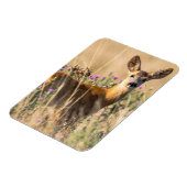 Young Roe Deer in Meadow Magneet (Linkerzijde)