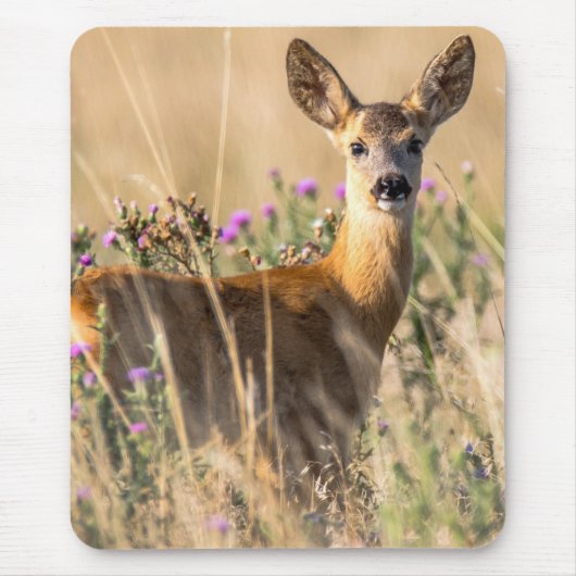 Young Roe Deer in Meadow Muismat (Voorkant)