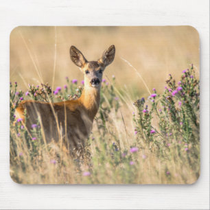 Young Roe Deer in Meadow Muismat