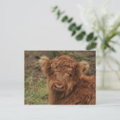 Young Scottish Highlander Briefkaart (Staand voorkant)