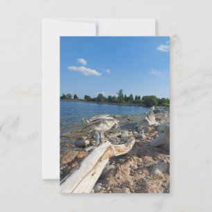 Young Seagull bij het meer